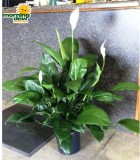 spathiphyllum figaro Peace Lily