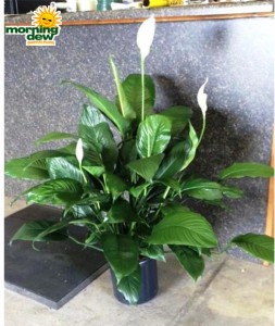 spathiphyllum figaro Peace Lily