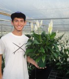 spathiphyllum high five Peace Lily