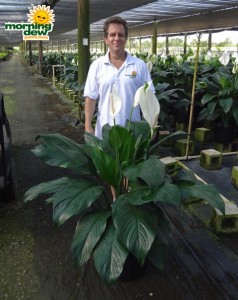 spathiphyllum maestro Peace Lily