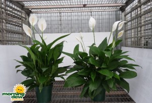 spathiphyllum mojo Peace Lily