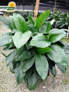 spathiphyllum rocky Peace Lily