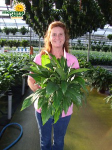 spathiphyllum sweet chico Peace Lily