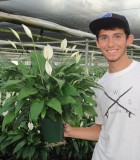 spathiphyllum tys pride Peace Lily