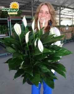 spathiphyllum tys pride Peace Lily