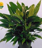 spathiphyllum viscount Peace Lily