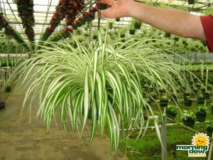 spider plant chlorophytum