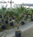spindle palm