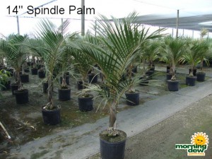 spindle palm