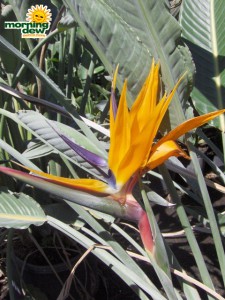 strelitzea reginae orange bird of paradise bloom