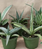 succulents agave assorted