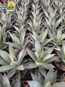 succulents agave blue glow