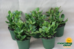succulents jade