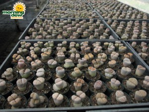 succulents lithops living stones