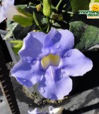 thunbergia grandiflora blue sky vine bloom