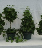 topiary ivy