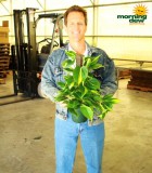 totems philodendron brasil