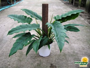 philodendron jungle boogie totem