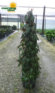 totems philodendron micans