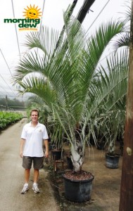 triangle palm