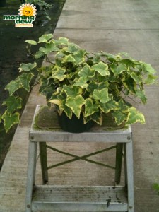 variegated ivy
