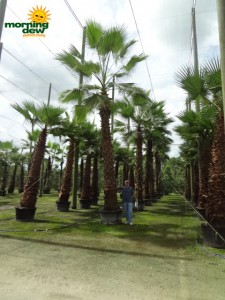 washingtonia palm