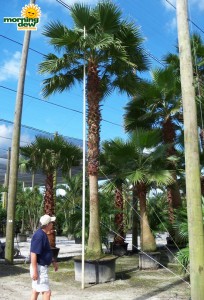 washingtonia palm