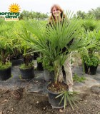 windmill palm trachycarpus fortunai