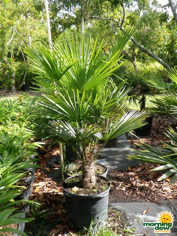 Palm Morning Dew Tropical Plants