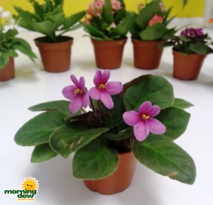 Flowering African Violet Mini