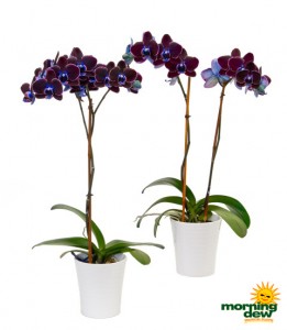 Orchid Phalaenopsis Black Velvet Mystique
