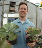 Succulents Kalanchoe Thyrsiflora