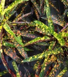 Croton Sloppy Painter Foliage