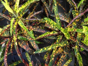 Croton Sloppy Painter Foliage