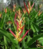 Flowering Heliconia Bloom Lady Di