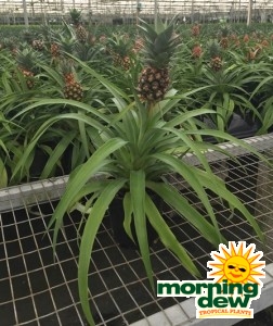 Fruit Pineapple plant