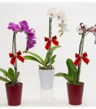 Flowering Orchid Phalaenopsis