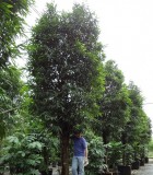 Ficus Alii Tree
