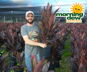 Cordyline Tropical Red