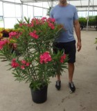 Oleander Bush Calypso Pink