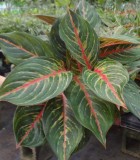 Aglaonem aRed Emerald chinese evergreen