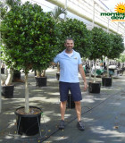 Ficus Moclame 17 in