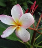 Plumeria Bloom flower frangipani
