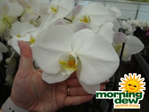 Orchid Phalaenopsis White Swan flower
