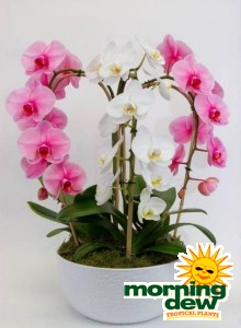 Orchid phalaenopsis Fountain