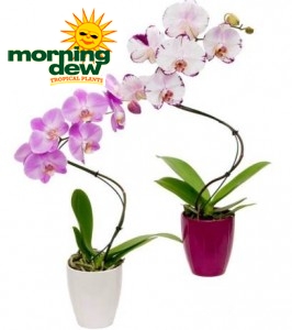 Orchid phalaenopsis Twist Innovation