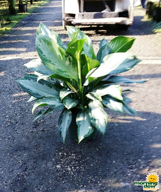 Aglaonema Morning Dew Tropical Plants