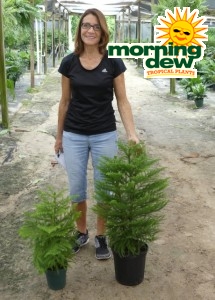 Araucaria Norfolk Island Pine