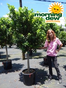 Ficus Moclame 17 in