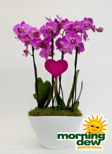 Flowering Orchid Phal Eileen Gardens 11 in